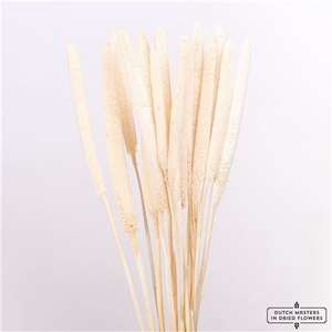 DRIED BABALA 10PC BLEACHED BUNCH