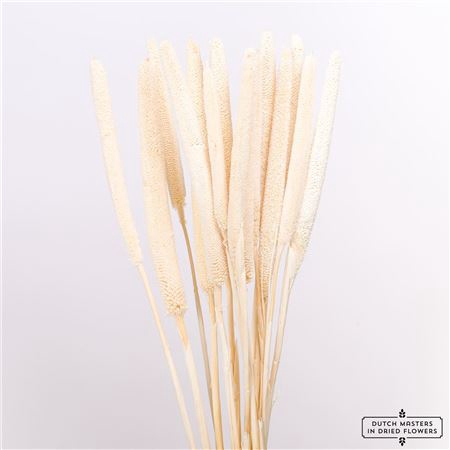 DRIED BABALA 10PC BLEACHED BUNCH