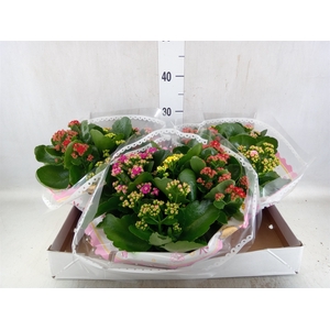 Kalanchoe blos.   ..rosebud mix/pot