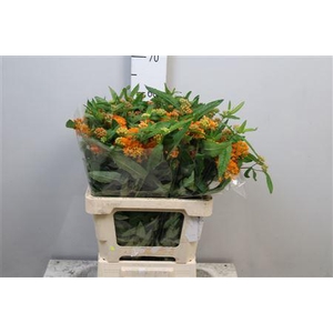 Ascl Tuberosa
