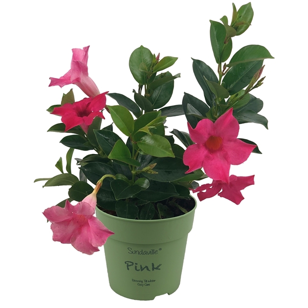 <h4>Mandevilla Sundaville Classic Pink Bush (Dipladenia)</h4>