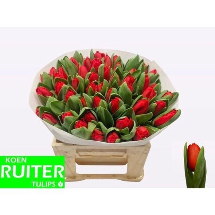 <h4>Tulipa si escape</h4>