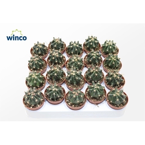 Ferocactus Townsendianus Brevispinus