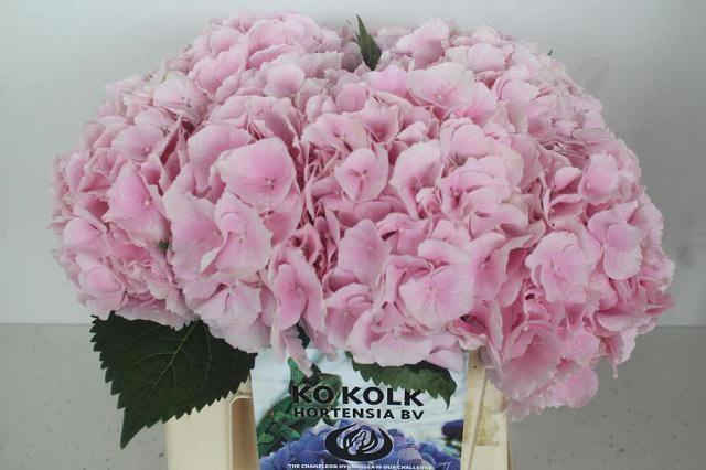 <h4>HYDR M CH VERENA</h4>