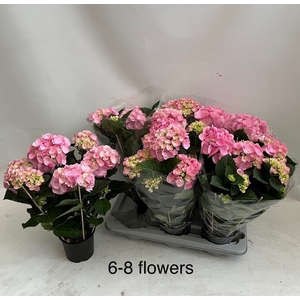 HYDR M HOVARIA GEM
