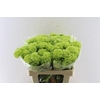 Viburnum Roseum 60cm 3 Bal