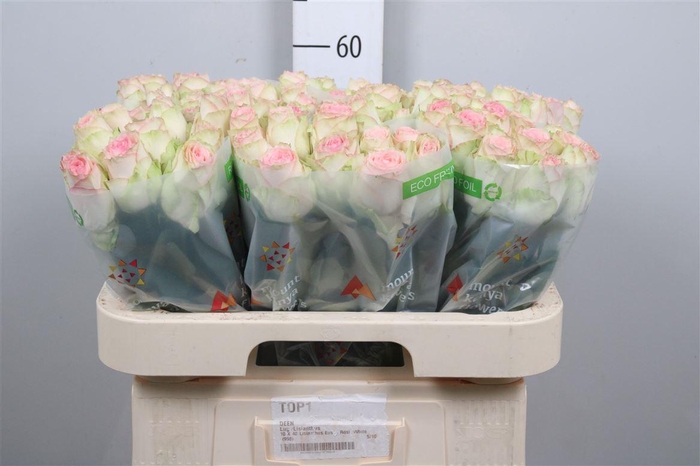 <h4>R Gr Esperance</h4>