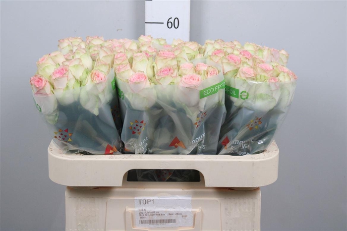 <h4>R Gr Esperance</h4>