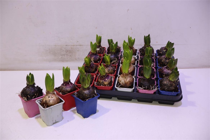 <h4>Hyacin Gem 4 Kl</h4>