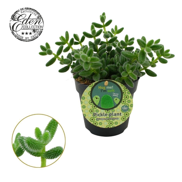 <h4>Delosperma Echinatum 12cm Engels etiket</h4>