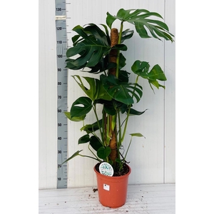 MONSTERA DELICIOSA