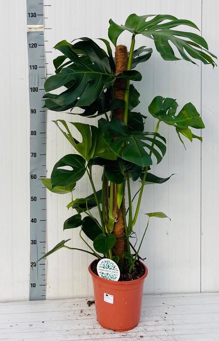<h4>MONSTERA DELICIOSA</h4>
