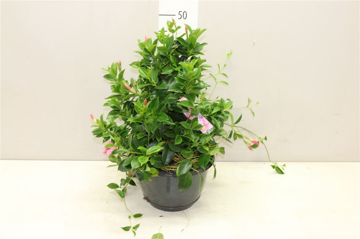 <h4>Mandevilla Di Opale Fuchsia Flame Hang</h4>
