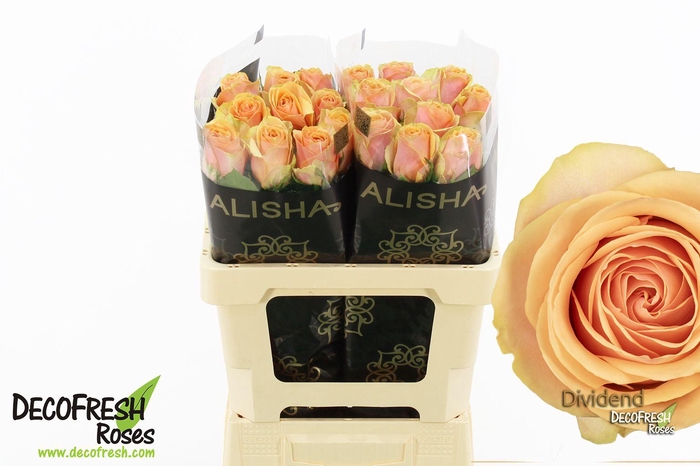 <h4>R Gr Dividend</h4>