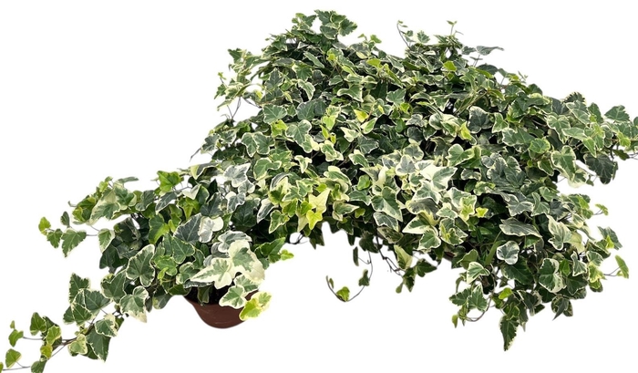 <h4>HED HE WHITE WONDER</h4>