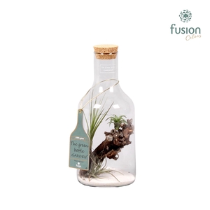 Green Bottle H33 klein met Tillandsia Air Plantst D15 H33