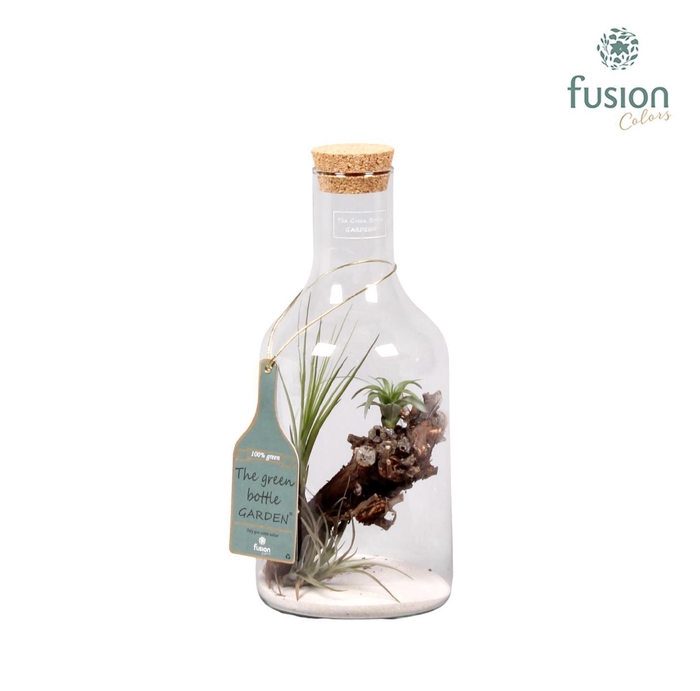 <h4>Green Bottle H33 klein met Tillandsia Air Plantst D15 H33</h4>