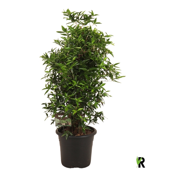 <h4>Dracaena Surculosa compacta vertakt</h4>