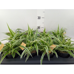 Chlorophytum com. 'Ocean'