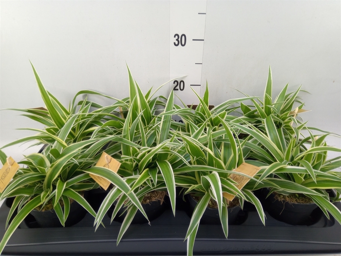 <h4>Chlorophytum com. 'Ocean'</h4>