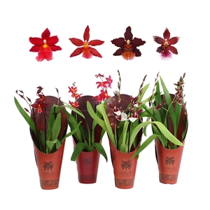 Inca Cambria Red Beauty mix 2 spike 9cm in luxury cover