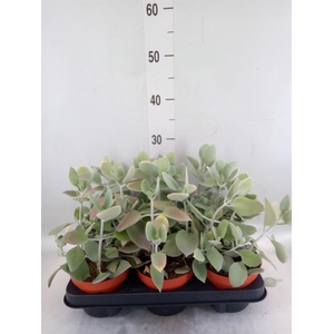 Kalanchoe NF   ...