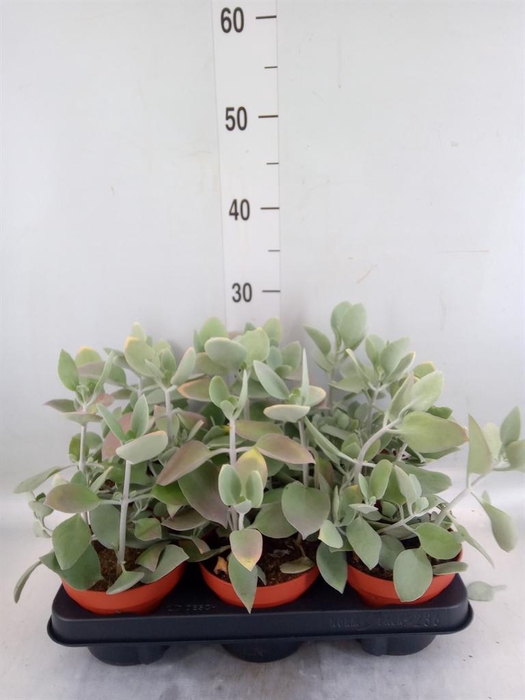 <h4>Kalanchoe NF   ...</h4>
