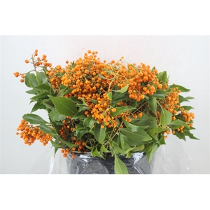 Pittosp Rombifolia P Bunch