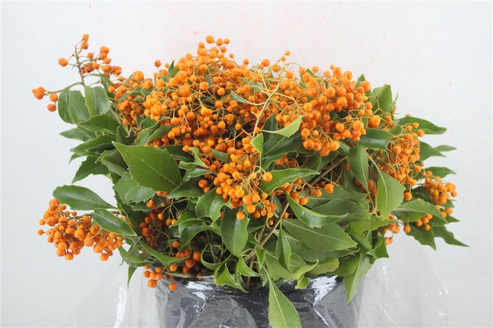 <h4>Pittosp Rombifolia P Bunch</h4>