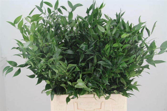 <h4>DANAE RACEMOSA PB</h4>