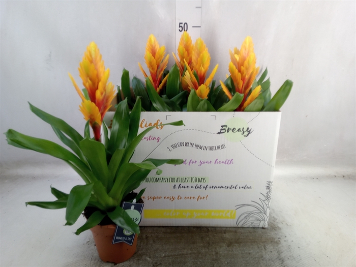 <h4>Vriesea  'Intenso Flame'</h4>