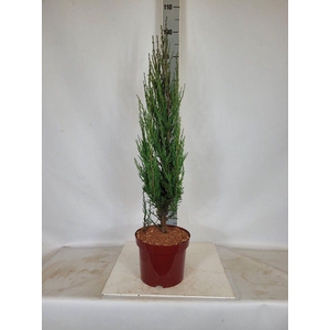 Juniperus scopulorum 'Blue Arrow' C5 50-60