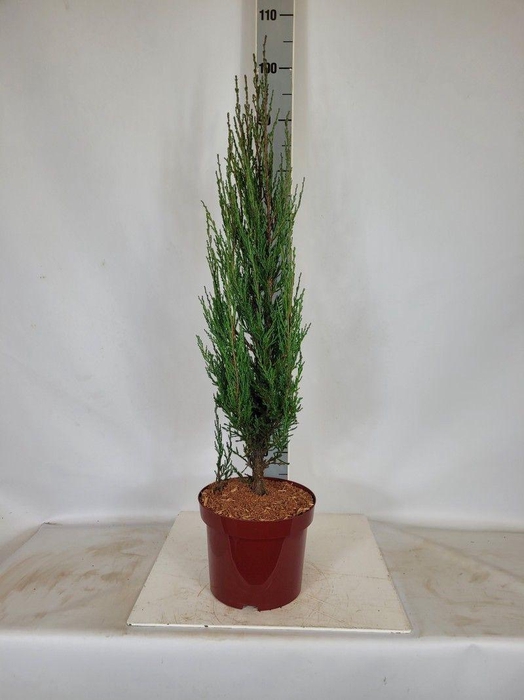 <h4>Juniperus scopulorum 'Blue Arrow' C5 50-60</h4>