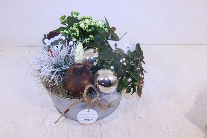 <h4>ARR HIPPEASTRUM</h4>