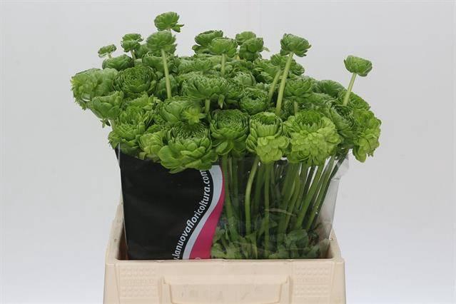 <h4>Ran Pon Pon Peterpan</h4>