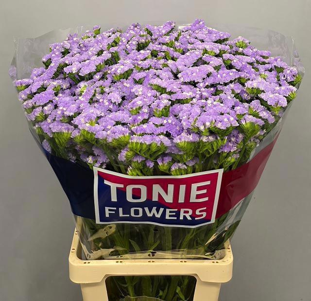 <h4>LIM S LUNA BLUE</h4>