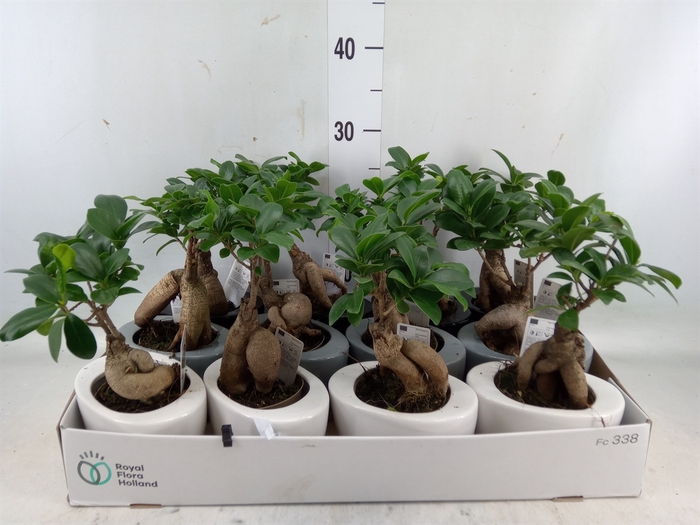 <h4>Ficus microcarpa 'Ginseng'</h4>