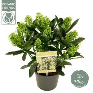 Skimmia japonica 'Finchy' 10+bloem