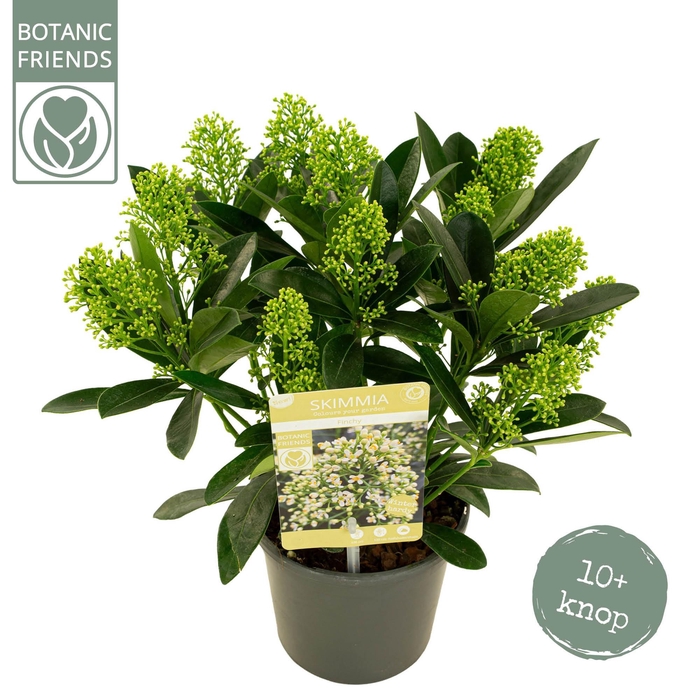 <h4>Skimmia japonica 'Finchy' 10+bloem</h4>