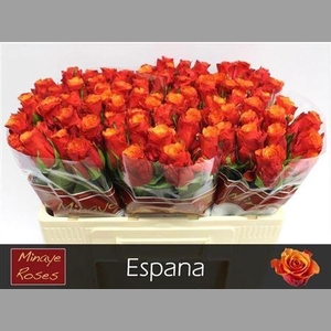 R Gr Espana