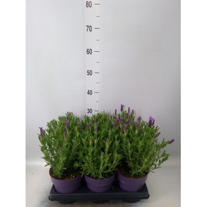 Lavandula stoec. 'Anouk'