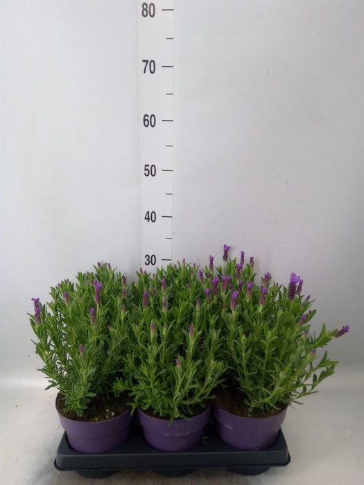 <h4>Lavandula stoec. 'Anouk'</h4>