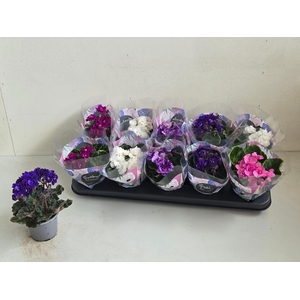 SAINTP IN ROCOCO GEM