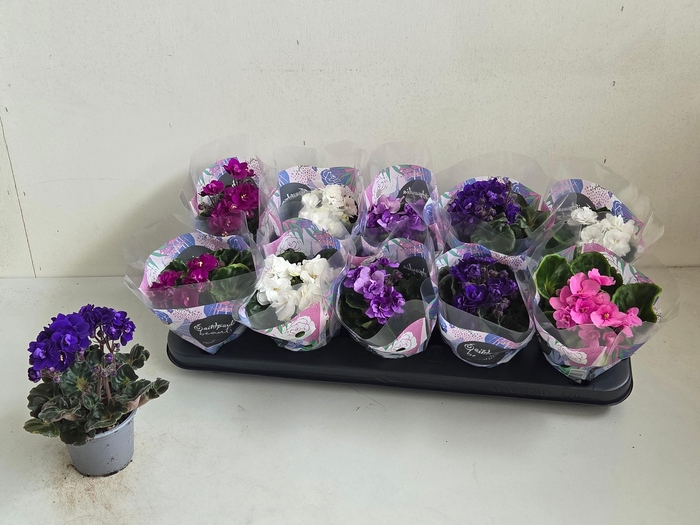 <h4>SAINTP IN ROCOCO GEM</h4>