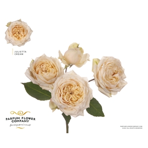 Rosa Spray Garden Julietta Cream