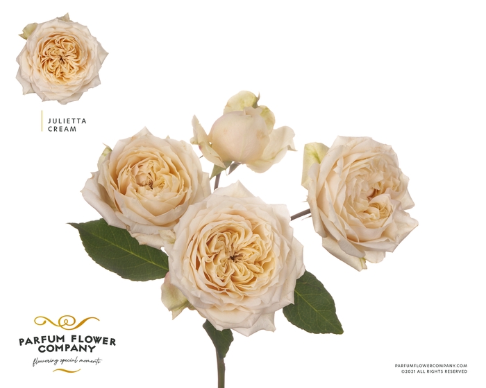 Rosa Spray Garden Julietta Cream