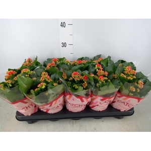 Kalanchoe blos. 'RosDon Amador'