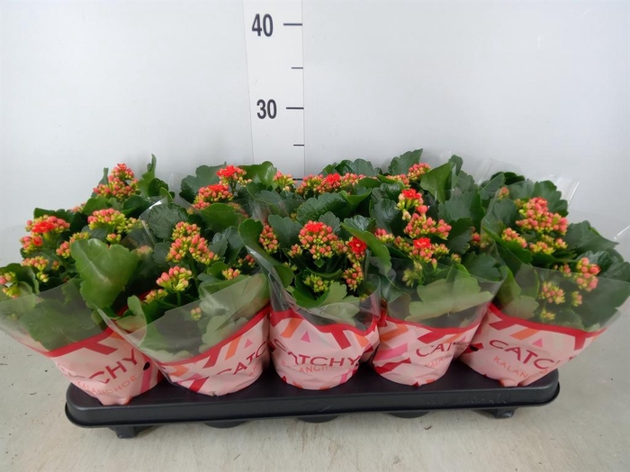 <h4>Kalanchoe blos. 'RosDon Amador'</h4>
