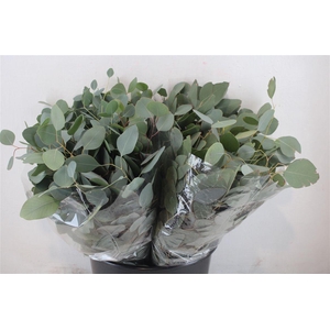 Euca Populus Short 150gr P Bunch