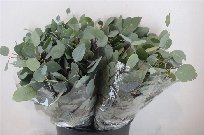 <h4>Euca Populus Short 150gr P Bunch</h4>
